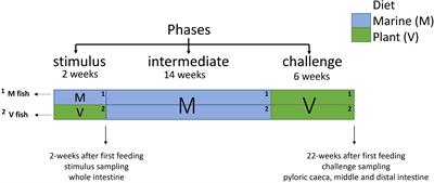 Modulation of metabolic and immunoregulatory pathways in the gut transcriptome of Atlantic salmon (Salmo salar L.) after early nutritional programming during first feeding with plant-based diet